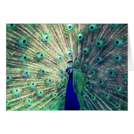 Indisk blåttpåfågel OBS kort