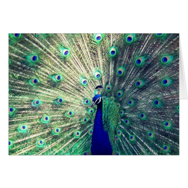 Indisk blåttpåfågel OBS kort (Framsidan Horizontal)