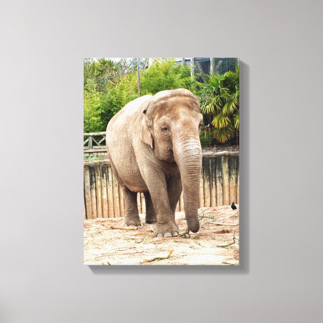 Indisk elefant djur canvastryck (Framsida)