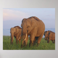 Indisk elefant i gräsmark,Corbett
