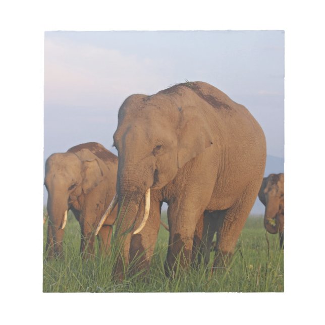 Indisk elefant i vall anteckningsblock (Framsida)