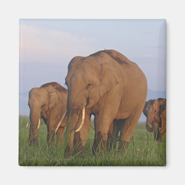 Indisk elefant i vall magnet (Framsidan)