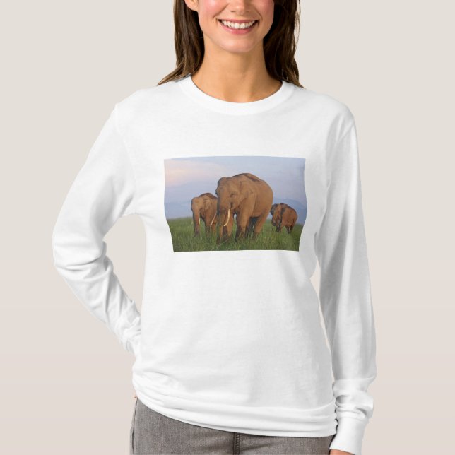 Indisk elefant i vall t shirt (Framsida)