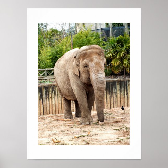 Indisk elefant poster (Framsidan)
