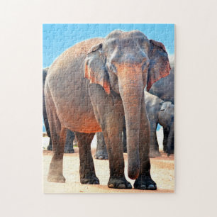 Indisk elefant Sri Lanka. Pussel
