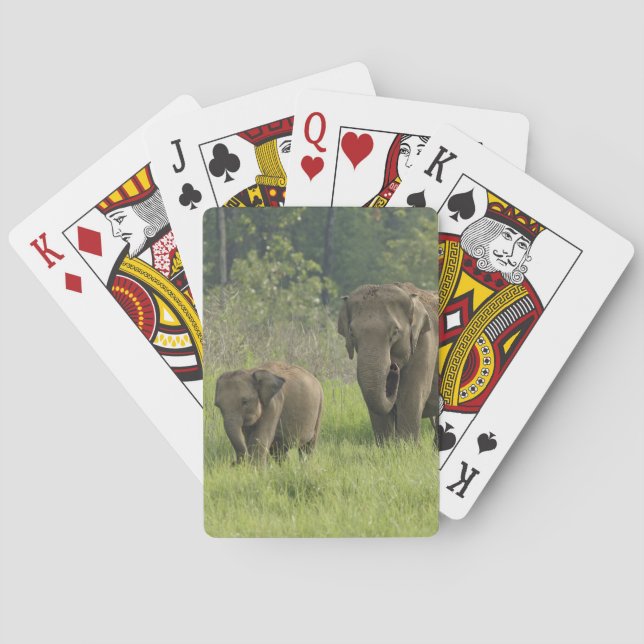 Indisk elefantfamilj casinokort (Baksidan)
