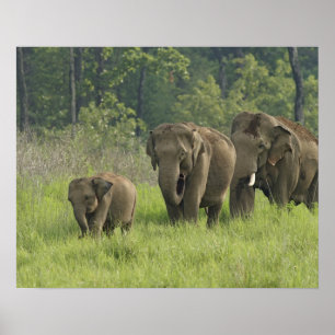 Indisk Elephant-familj som kommer ut ur Poster