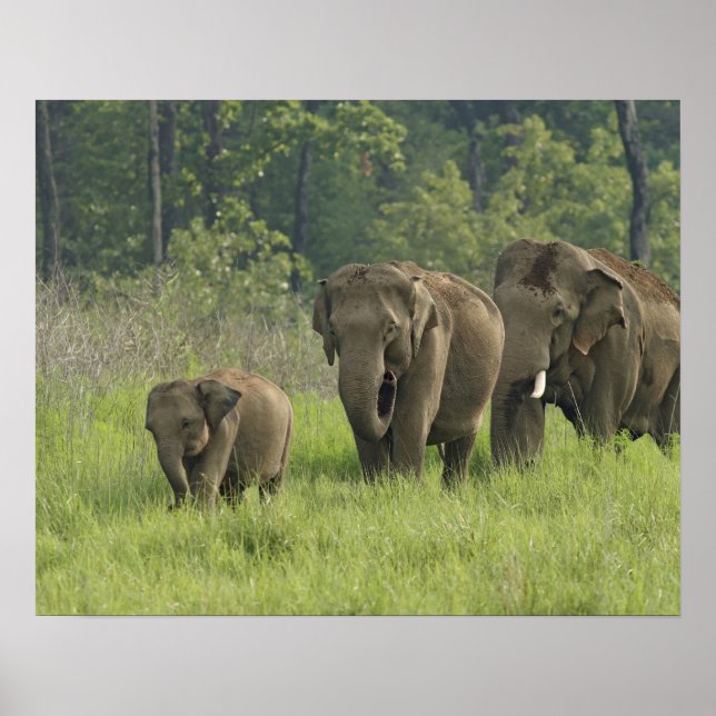 Indisk Elephant-familj som kommer ut ur Poster (Framsidan)