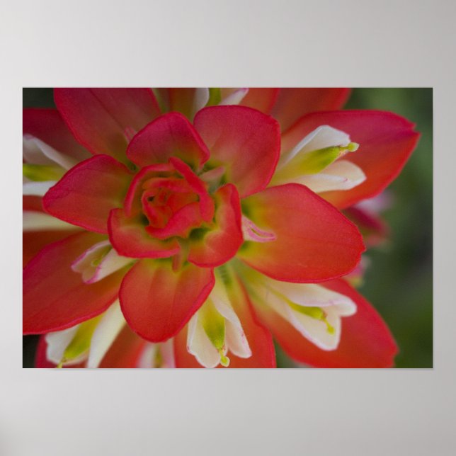 Indisk färgpensel nära Gay Backe. Poster (Framsidan)