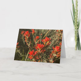 Indisk färgpensel Wildblommor (röd) Kort