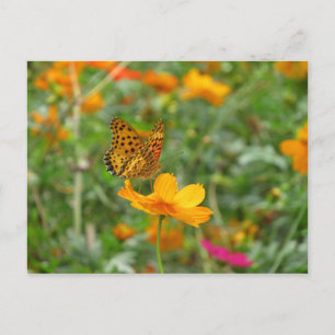 Indisk Fritillary butterfly & cosmos-blommor Vykort
