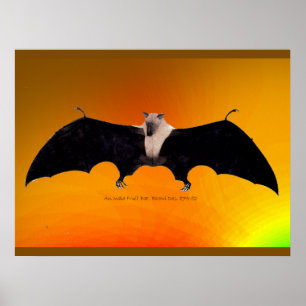 Indisk fruktfladdermus poster