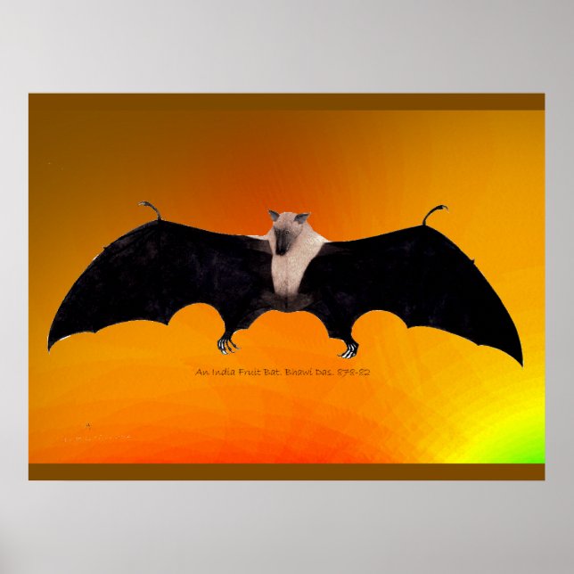 Indisk fruktfladdermus poster (Framsidan)