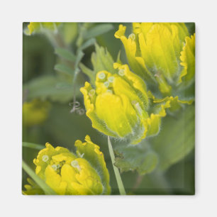 Indisk gul pensel Castilleja Magnet