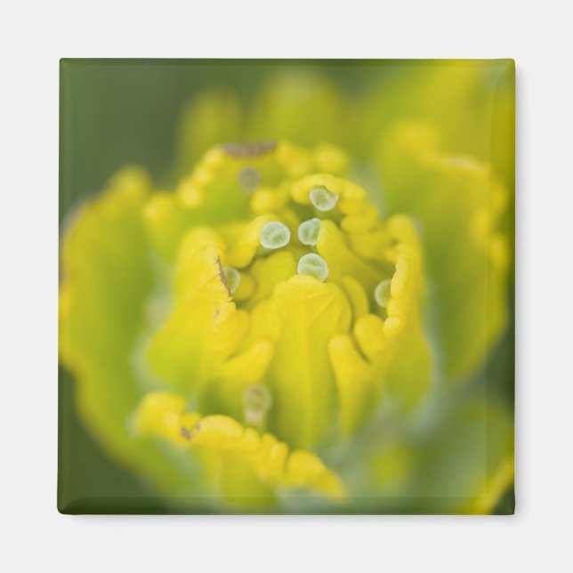 Indisk gulpensel Castilleja 2 Magnet (Framsidan)