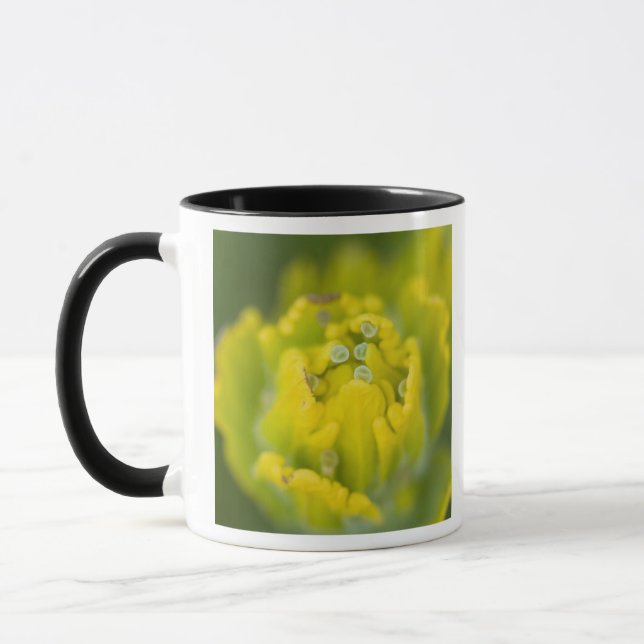 Indisk gulpensel Castilleja 2 Mugg (Vänster)