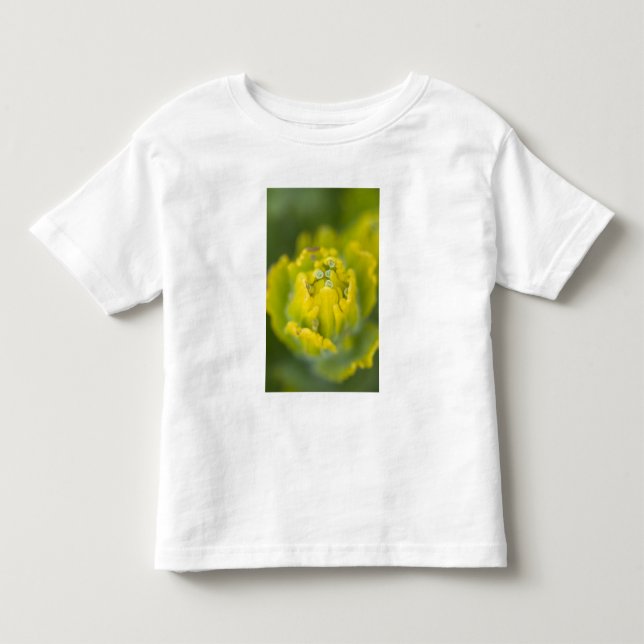 Indisk gulpensel Castilleja 2 Tee Shirt (Framsida)
