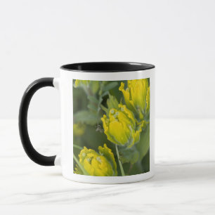 Indisk gulpensel Castilleja Mugg