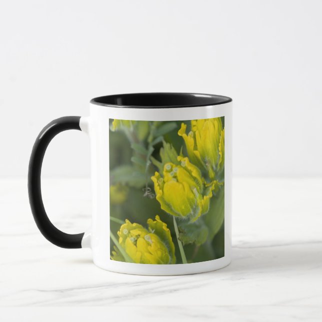 Indisk gulpensel Castilleja Mugg (Vänster)