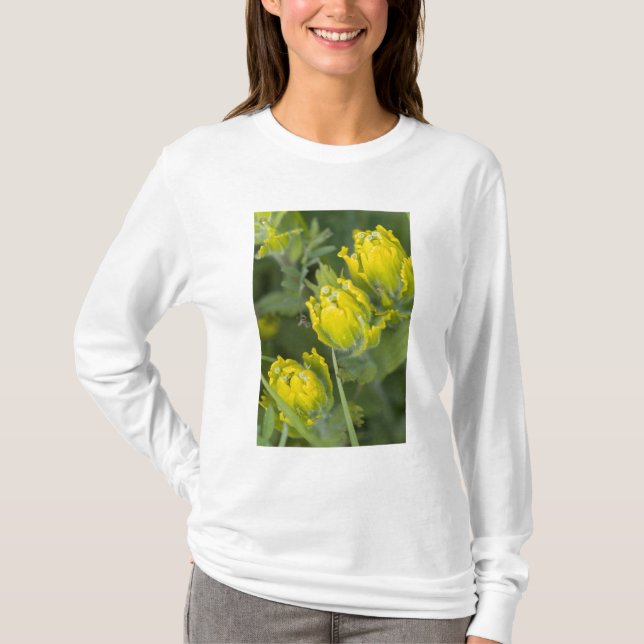 Indisk gulpensel Castilleja Tee Shirt (Framsida)