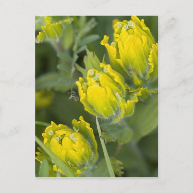 Indisk gulpensel Castilleja Vykort (Framsida)