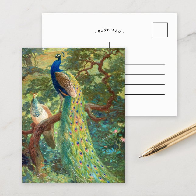 Indisk påfågel | Charles Robert Knight Vykort (Skapare uppladdad)
