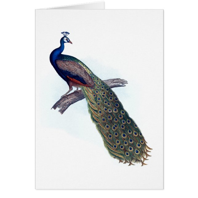 Indisk påfågel hälsningskort (Framsidan)