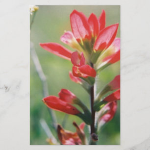 Indisk Paintbrush Brevpapper