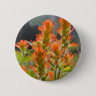 Indisk Paintbrush Knapp