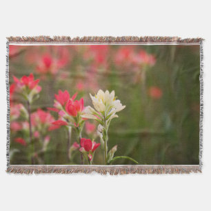 Indisk Paintbrush Mysfilt