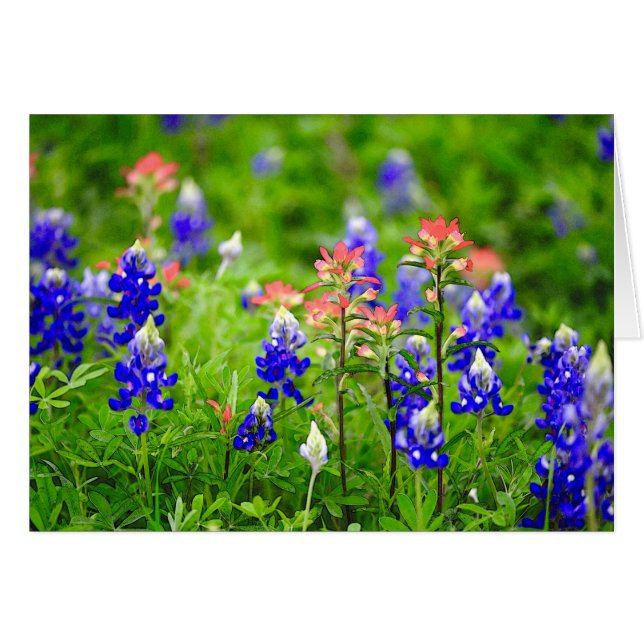 Indisk Paintbrush och Bluebonnets Hälsningskort (Framsidan Horizontal)