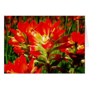 Indisk Paintbrush Red Texas Wildblomtom Hälsningskort