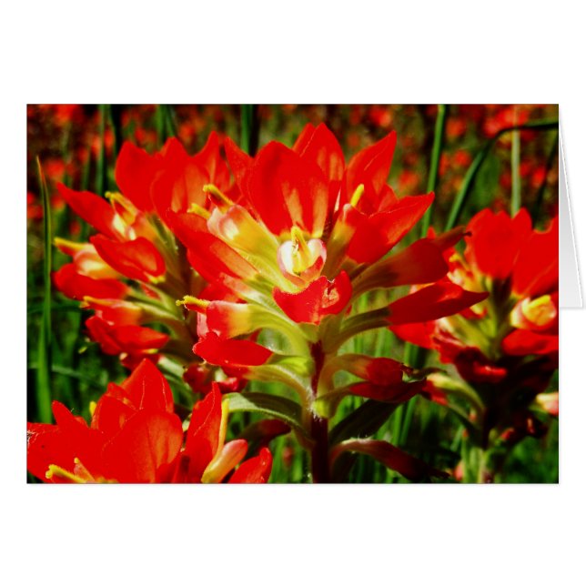 Indisk Paintbrush Red Texas Wildblomtom Hälsningskort (Framsidan Horizontal)