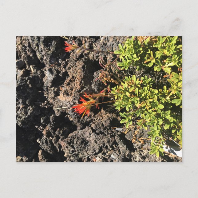 indisk penselpensel vykort (Framsida)