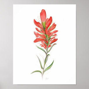 Indisk penselröd Wildblomskonst Poster