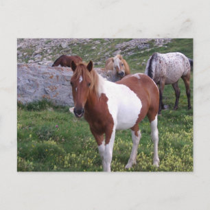 Indisk pony-vykort vykort