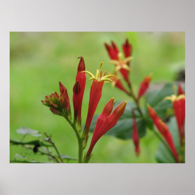 Indisk Rosa Poster (Framsidan)