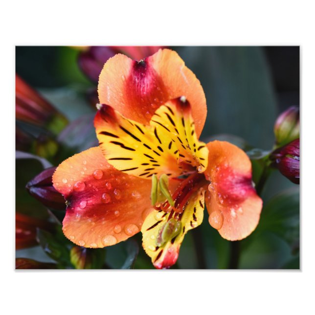 indisk sommarblomma fototryck (Framsidan)