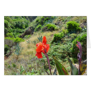 Indisk soppa (Canna indica purpurea) Hälsningskort
