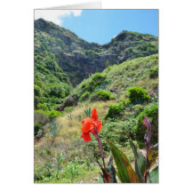 Indisk soppa (Canna indica purpurea)