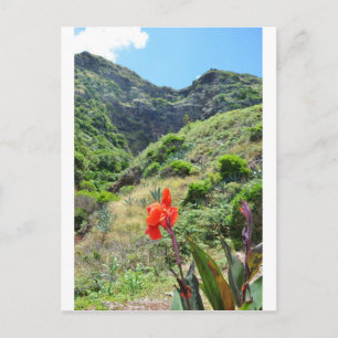 Indisk soppa (Canna indica purpurea) Vykort