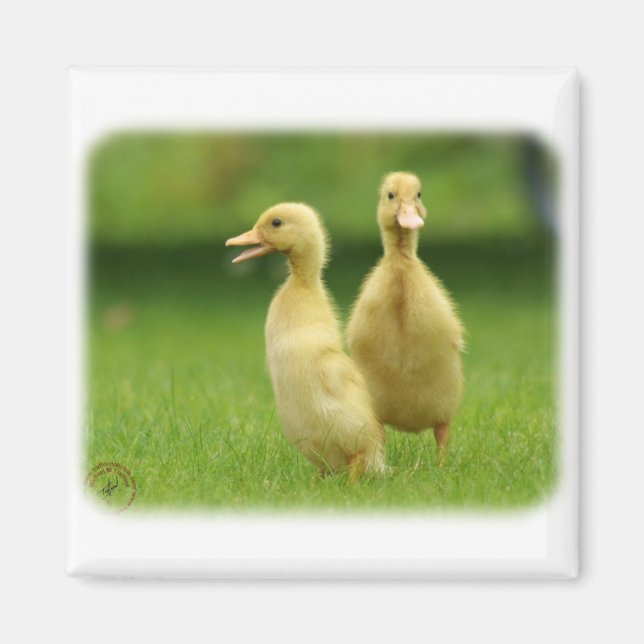 Indisk Springer Ducklings 9W029D-024 Magnet (Framsidan)