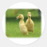Indisk Springer Ducklings 9W029D-024