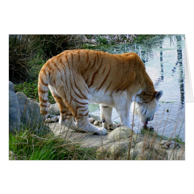 Indisk tiger-djurkort hälsningskort (Framsidan Horizontal)