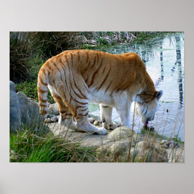Indisk tiger poster (Framsidan)