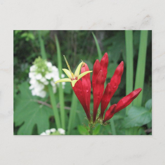 Indisk vykort för Rosa (Framsida)