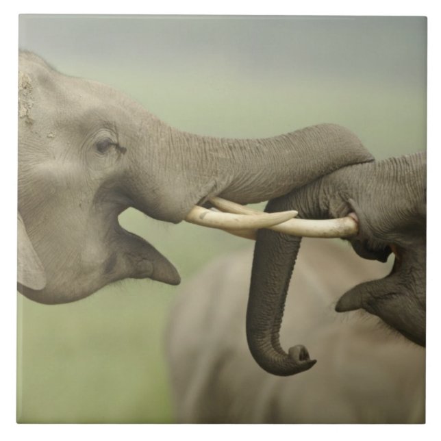 Indiska asiatiska elefanter spelar Fighting Kakelplatta (Framsidan)