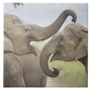 Indiska asiatiska elefanter spelar Fighting Kakelplatta