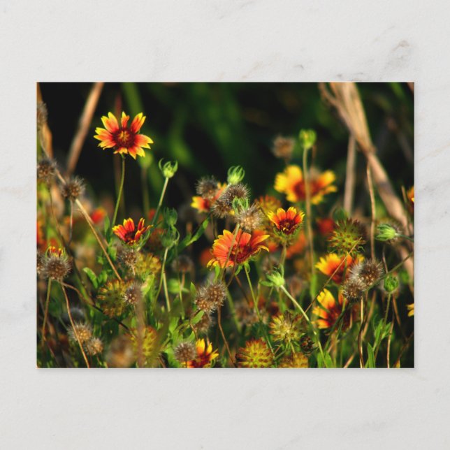 Indiska blanketter vykort (Framsida)