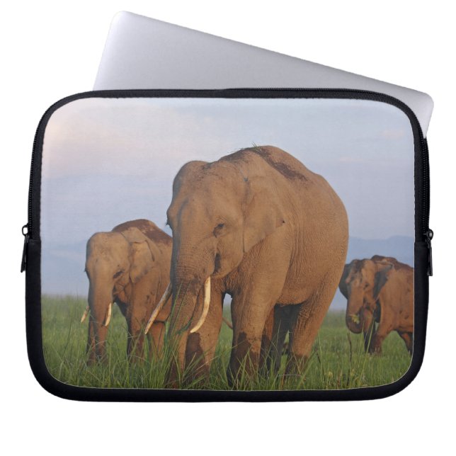 Indiska elefanter i gräsmark laptop sleeve (Framsidan)